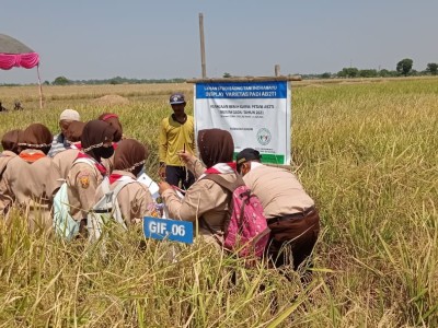 PANEN RAYA TANAMAN PADI MENUJU PETANI MILENIAL